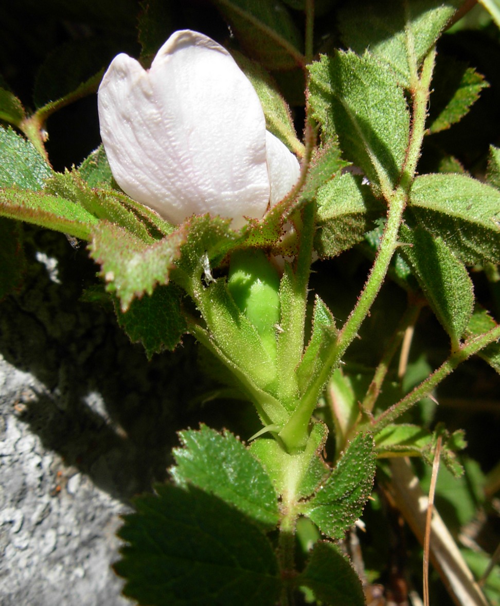 Rosa pulverulenta M. Bieb. / Rosa vischiosa